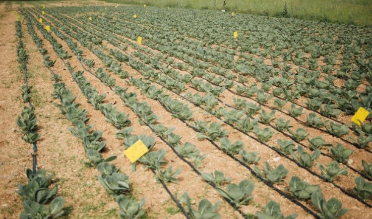 bopp tape used in agriculture